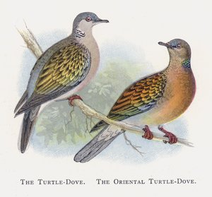 Turtle-Dove, Itämainen Turtle-Dove